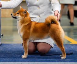 picture of dog