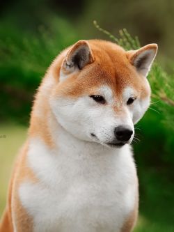 picture of dog