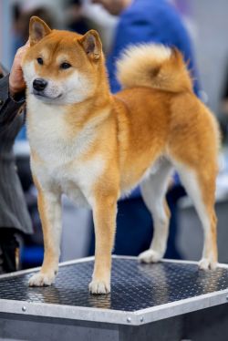 picture of dog
