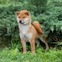 picture of dog