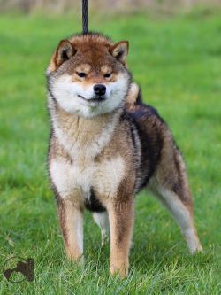 picture of dog