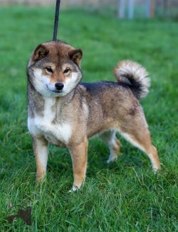 picture of dog
