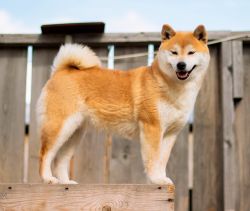 picture of dog
