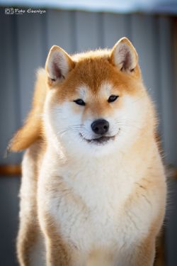 picture of dog