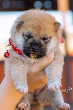 picture of dog