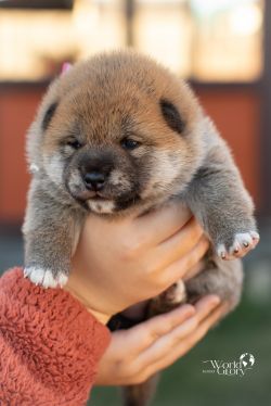 picture of dog