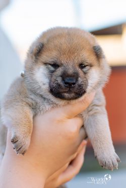 picture of dog