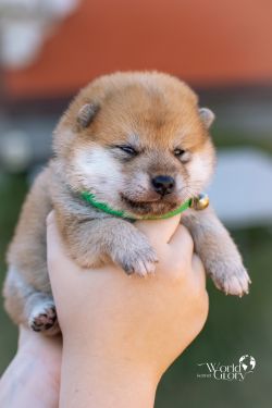 picture of dog
