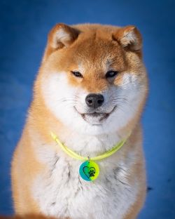 picture of dog