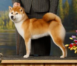 picture of dog