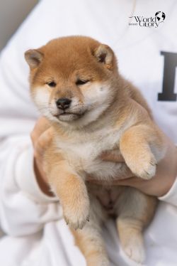 picture of dog