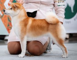 picture of dog