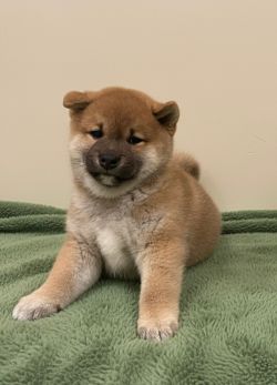 picture of dog
