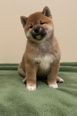 picture of dog