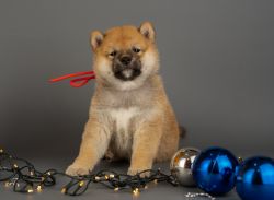 picture of dog