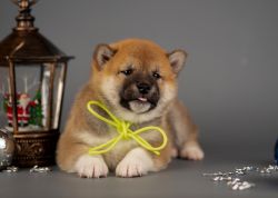 picture of dog
