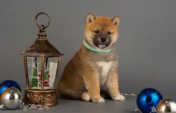 picture of dog