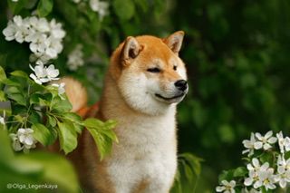 picture of dog