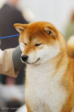 picture of dog