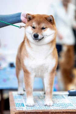 picture of dog