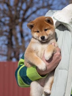picture of dog