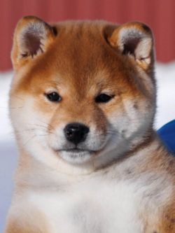picture of dog