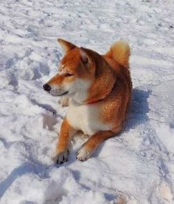 picture of dog