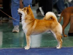 picture of dog
