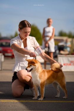 picture of dog