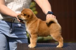 picture of dog