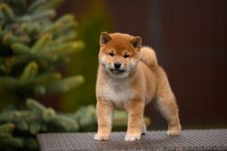 picture of dog