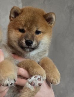 picture of dog