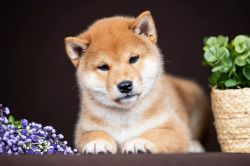 picture of dog