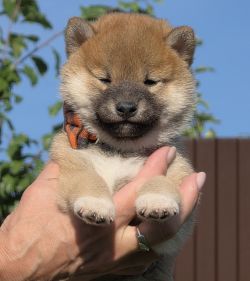 picture of dog