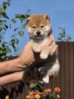 picture of dog