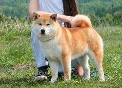 picture of dog