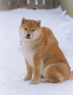 picture of dog
