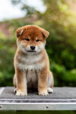 picture of dog