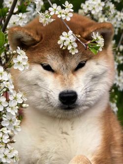 picture of dog