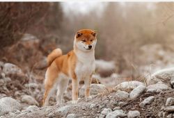 picture of dog