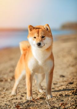picture of dog