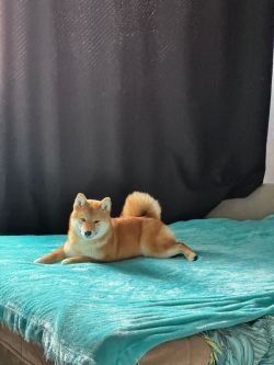 picture of dog