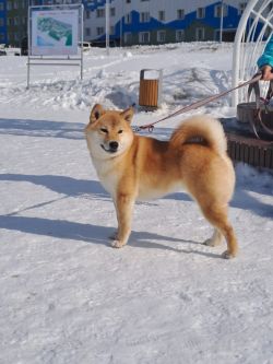 picture of dog
