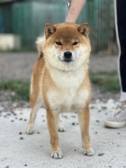 picture of dog