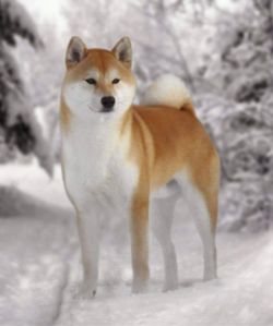picture of dog