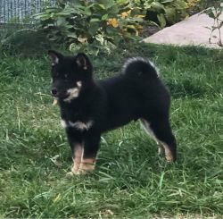 picture of dog