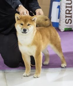 picture of dog
