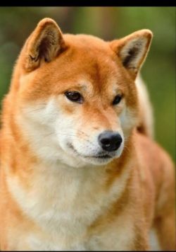 picture of dog