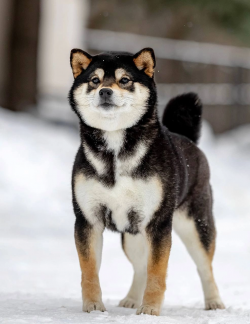 picture of dog