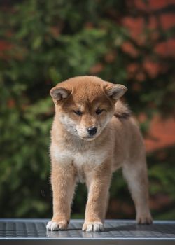 picture of dog